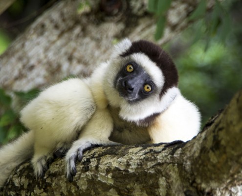 KAYIP KITA MADAGASKAR