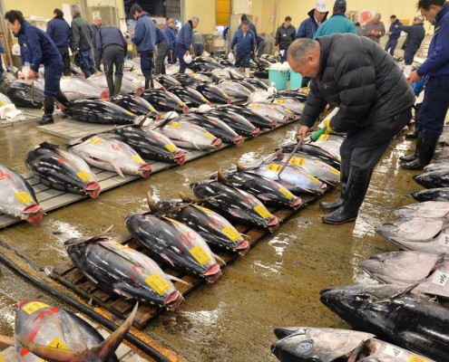 tsukiji balık pazarı